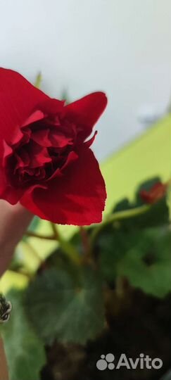 Бегония ампельная Скарлет