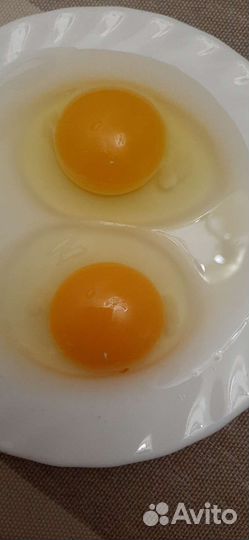 Домашние куриные яйца