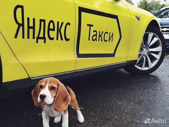 Подключение яндекс такси