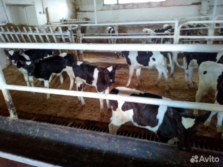 Телята мясной породы бычки