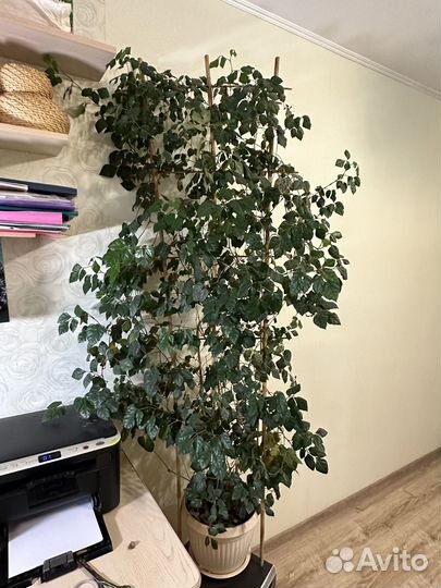 Дикий виноград