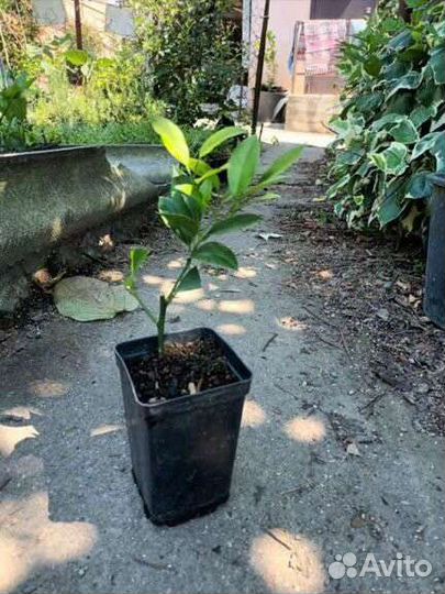 Саженцы лимона мейера