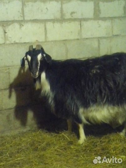 Молоко козье