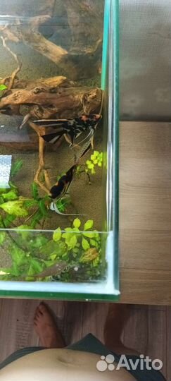 Аквариум