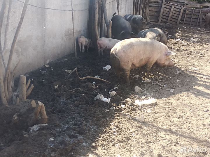 Поросята. Свиноматки