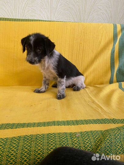 Теди щенок коротколапик от маленькой собачки