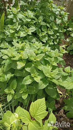 Саженцы мелисса