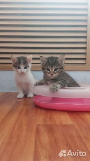 Котики мальчики