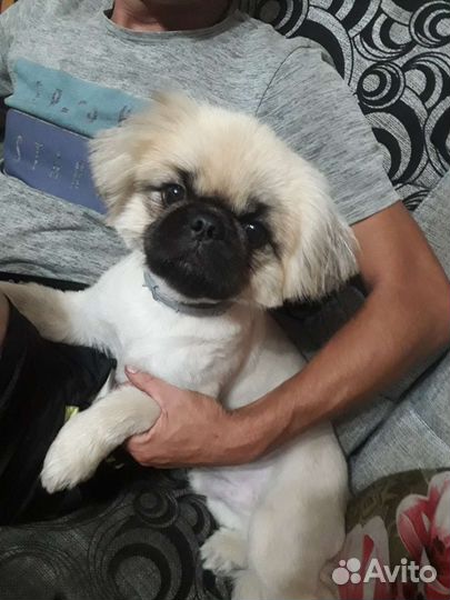 Вязка пекинеса