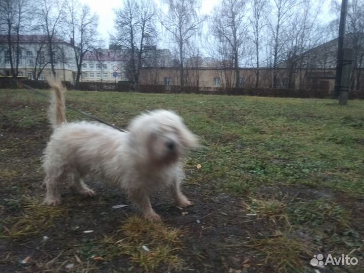 Собака в добрые руки маленькая порода