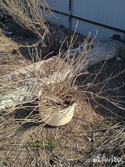 Смородина,мята, лук, цветы