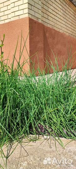 Шнитт лук саженцы