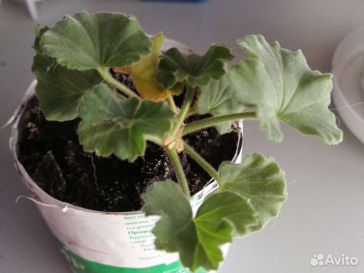 Пеларгония герань