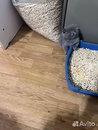 Шотландская девочка, красавица