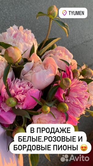 Цветы пионы на срезку