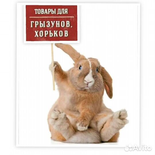 Товары для грызунов и хорьков