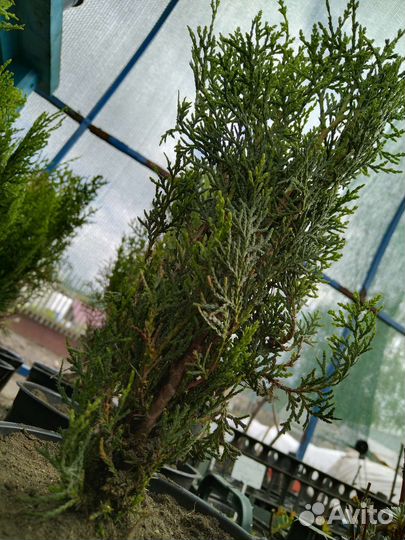 Туя восточная 