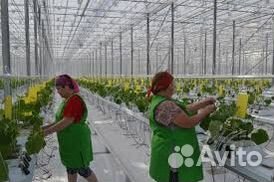 Фасовщица упаковщица еженедельная оплата