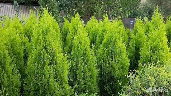 Туя восточная