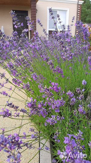 Лаванда узколистная в горшке