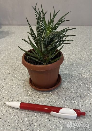 Хавортии разные