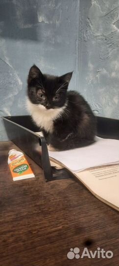 Черный котеночек