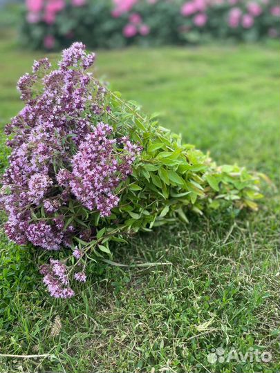 Душица, зверобой