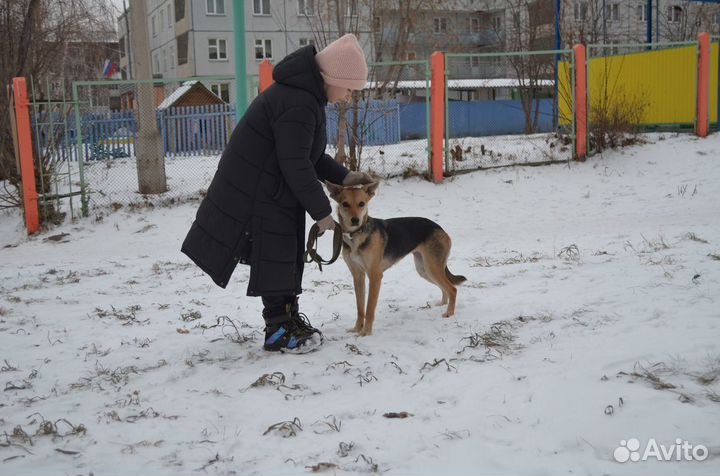 Отдам молодых собачек. Стерильные