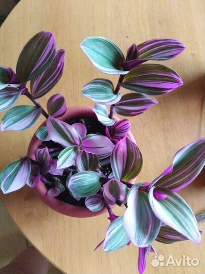 Сортовые традесканции,рэо,циссус