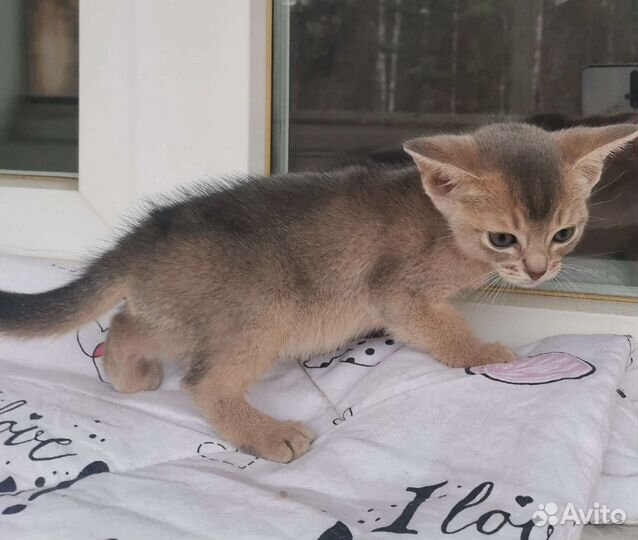 Абиссинская