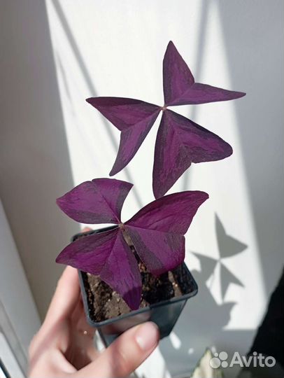 Кислица оксалис фиолетовая и плюм крейзи