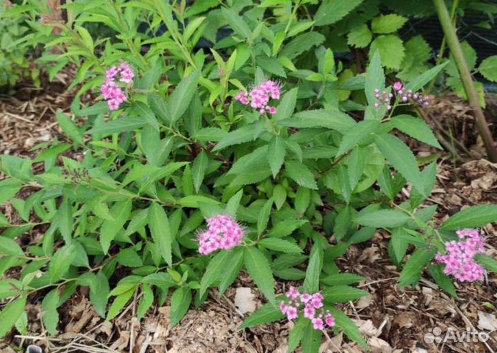 Спирея японская