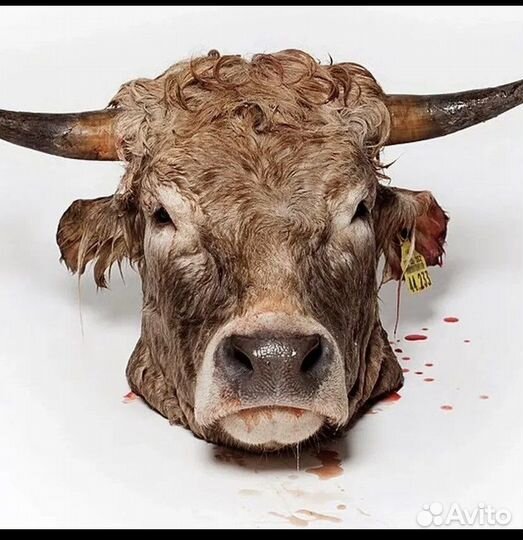 Говяжие головы