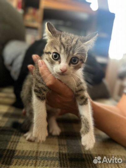 Кошечка в хорошие руки