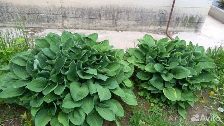 Многолетние цветы хосты