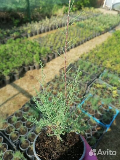 Тамарикс (тамариск, бисерное дерево)