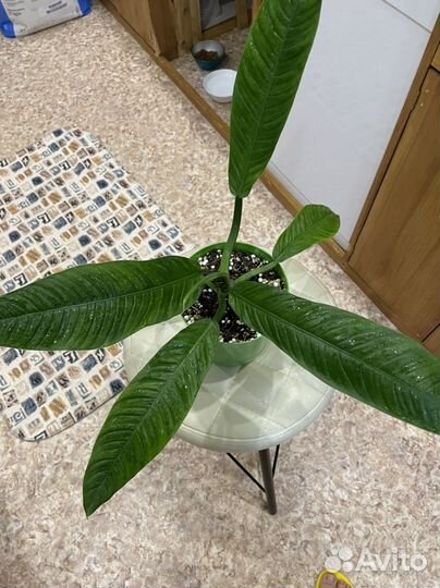 Филодендрон кампии