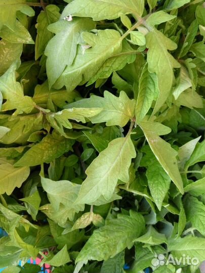 Рассада помидор