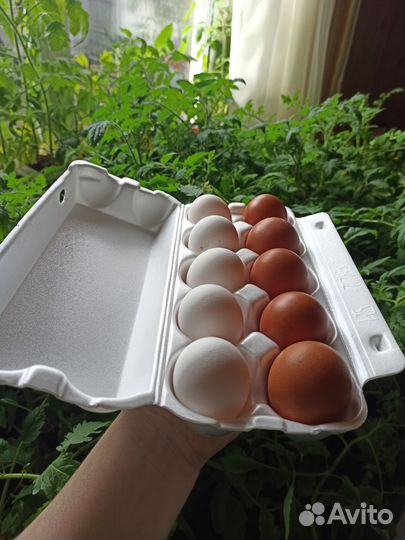 Домашние куриные, перепелиные яйца