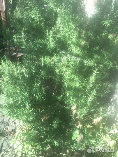 Саженцы деревьев (к6,8,11)