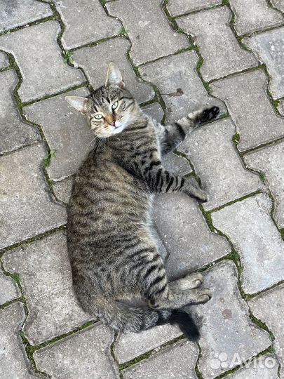 Добродушный ласковый кот