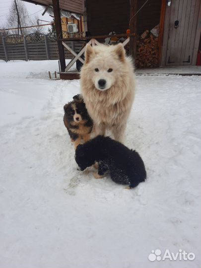 Помесь самоеда