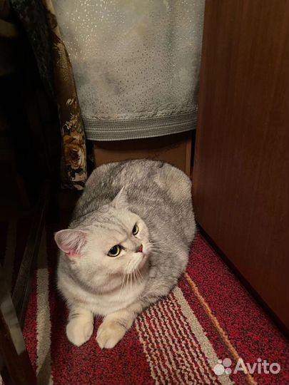 Ищем хозяев