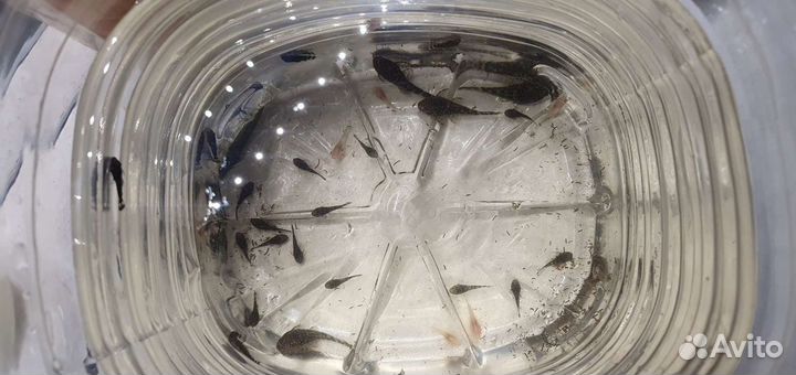 Сомики анциструсы