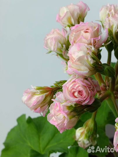 Пеларгония герань Ю-Царская Невеста