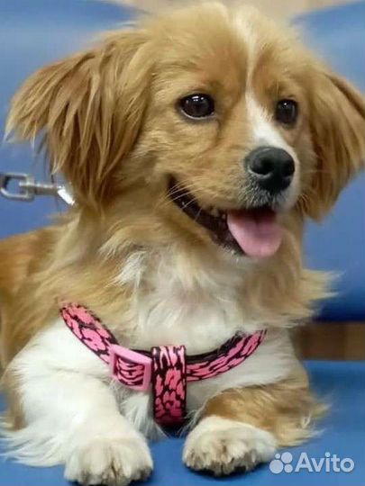 Шани ищет дом