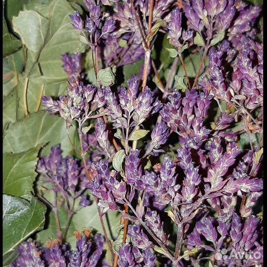 Веники для бани березовые с душицей