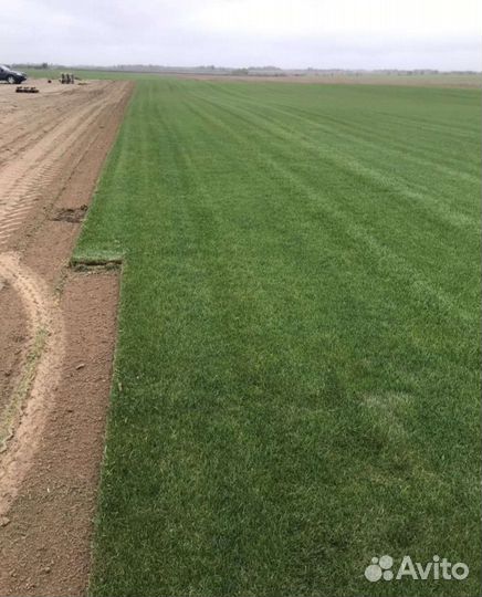 Рулонный газон