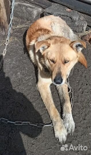 Собака в добрые руки отдам бесплатно