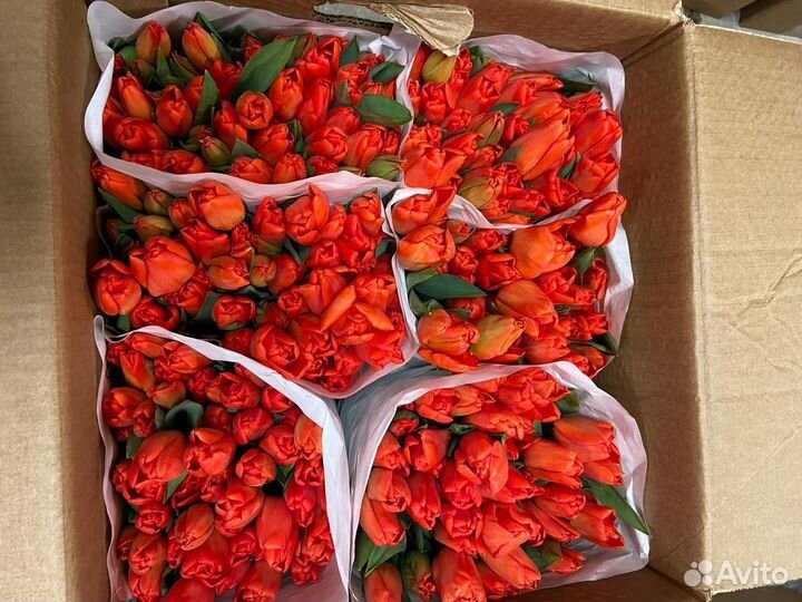 Тюльпаны опт и розница